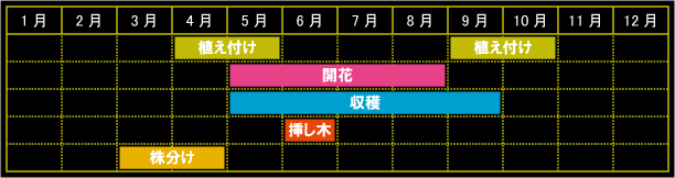 コモンマロウの栽培カレンダー