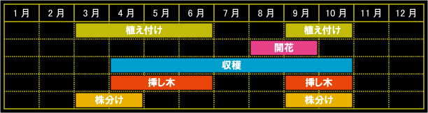 ペパーミントの栽培カレンダー