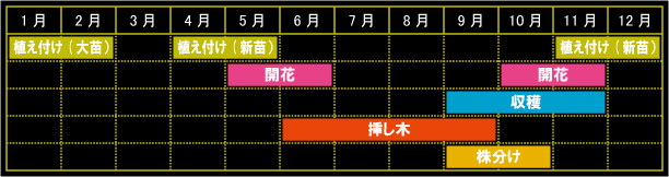ローズヒップの栽培カレンダー