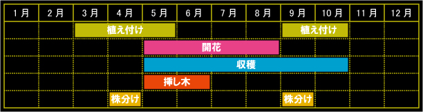 スイートマジョラムの栽培カレンダー