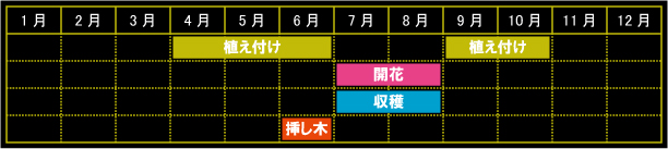 クローブピンクの栽培カレンダー