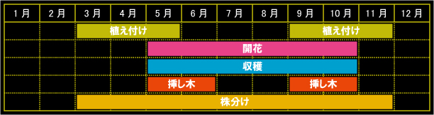 ダイヤーズカモミールの栽培カレンダー